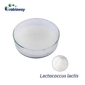 Iniciador de yogur Lactococcus Lactis