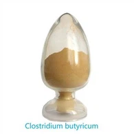 Clostridium Butyricum crudo