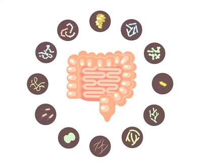 ¿Qué es el Lactobacillus rhamnosus?