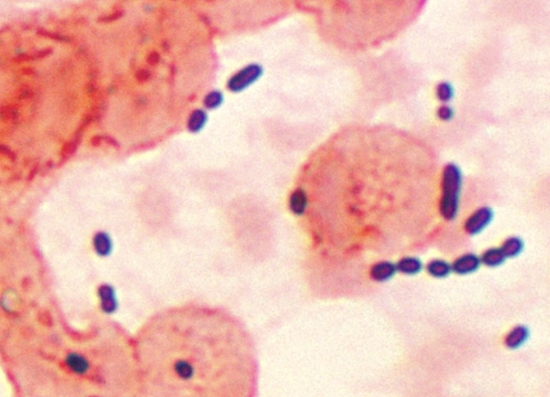What is Enterococcus faecium