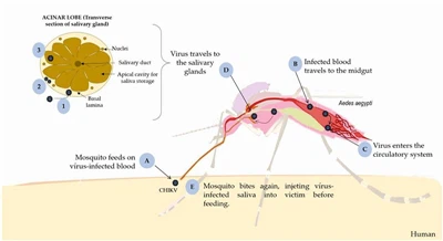 La fiebre chikungunya ha afectado a Guangdong y los probióticos están creando...